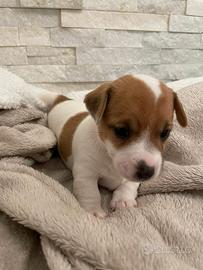 Cuccioli di Jack Russell