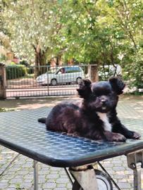 Splendida cucciola di chihuahua a pelo lungo