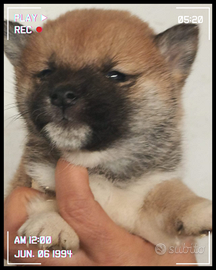 Shiba Inu pedigree Enci