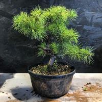 Bonsai pino pentaphylla da seme