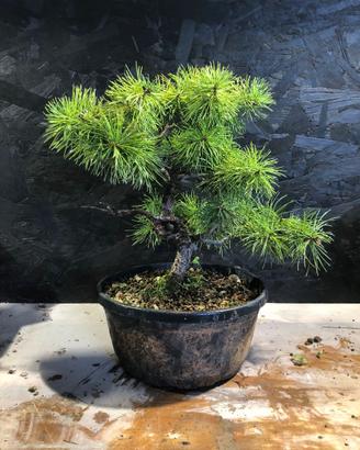 Bonsai pino pentaphylla da seme