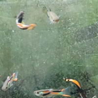 Endler, pesci per acquario