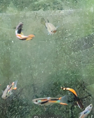 Endler, pesci per acquario