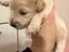 Immagine 6