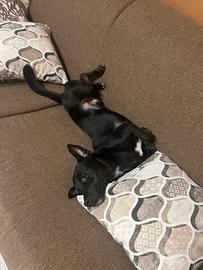 Cagnolino