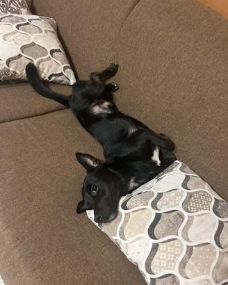 Cagnolino