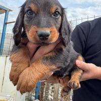 Cuccioli Dachsbracke caccia grossa e lepre