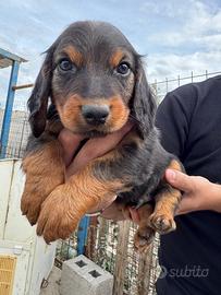 Cuccioli Dachsbracke caccia grossa e lepre