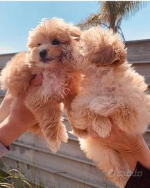 ANCHE A RATE cuccioli di Maltipoo