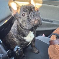 Bulldog francese 8 mesi