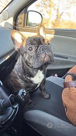 Bulldog francese 8 mesi