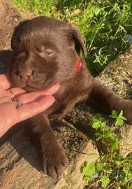 Cucciole di Labrador color cioccolato