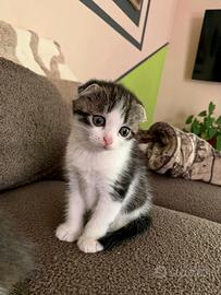 Cucciolo scottish fold maschio
