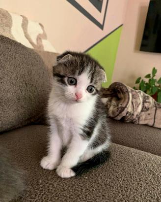 Cucciolo scottish fold maschio