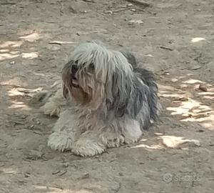 lhasa apso