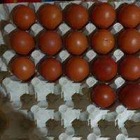 Galline Marans