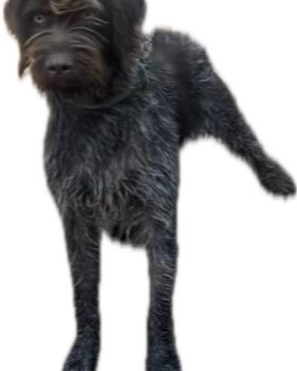 Cucciolone Drathaar