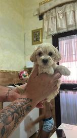 Maltese