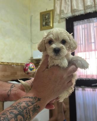 Maltese