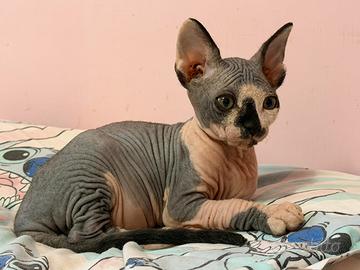 Cucciolo di gatto Sphynx maschio nato il 26/06/26