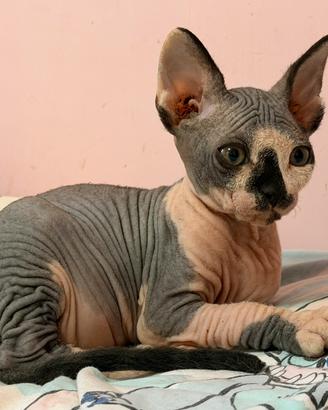 Cucciolo di gatto Sphynx maschio nato il 26/06/26