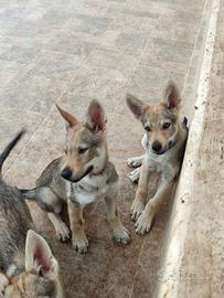 Cuccioli Cane Lupo Cecoslovacco ENCI