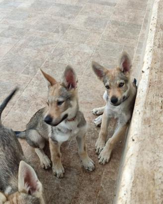 Cuccioli Cane Lupo Cecoslovacco ENCI