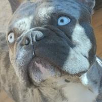 Bulldog Francese Merle