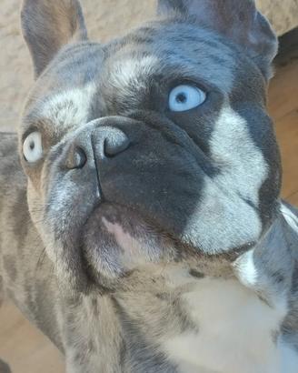 Bulldog Francese Merle