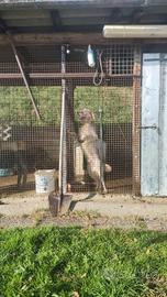 Setter maschio radentis