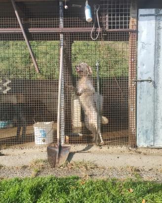Setter maschio radentis