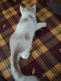 Gattino disponibile