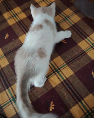 Gattino disponibile