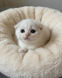 Scottish Fold 
