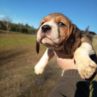 Cuccioli beagle
