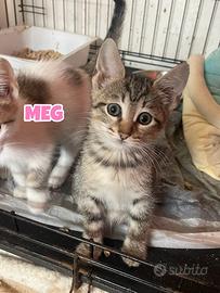 Jo, Amy, Meg e Fritz, gattini di tre mesi