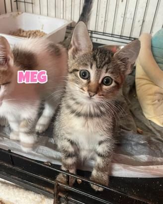 Jo, Amy, Meg e Fritz, gattini di tre mesi