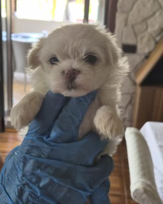 Splendidi cuccioli di Maltese