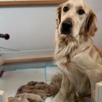 Golden retriver cuccioli - Umbria