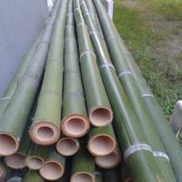 Bambù bambu bamboo tagliato su misura