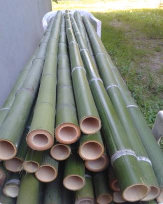 Bambù bambu bamboo tagliato su misura