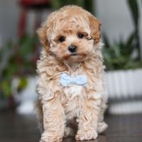 Cucciolata maltipoo maschi e femmine