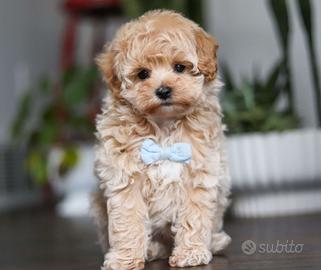 Cucciolata maltipoo maschi e femmine