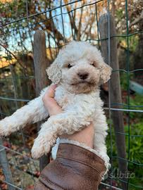 Cuccioli lagotto romagnolo