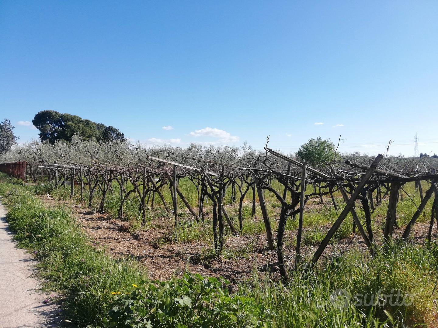 Terreno in Contrada Labianca - Vista 2