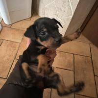 Pinscher taglia piccola