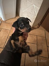 Pinscher taglia piccola