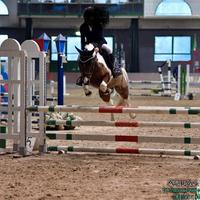 Pony pezzata da salto