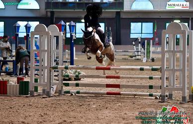 Pony pezzata da salto