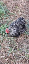 galline ornamentali